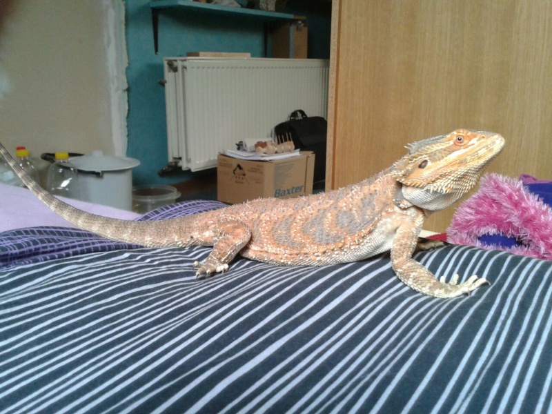 pogona poid 45891410