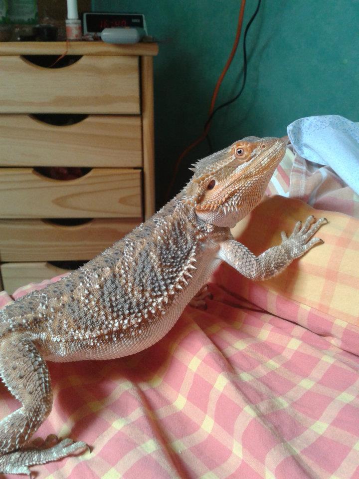 pogona poid 57774010