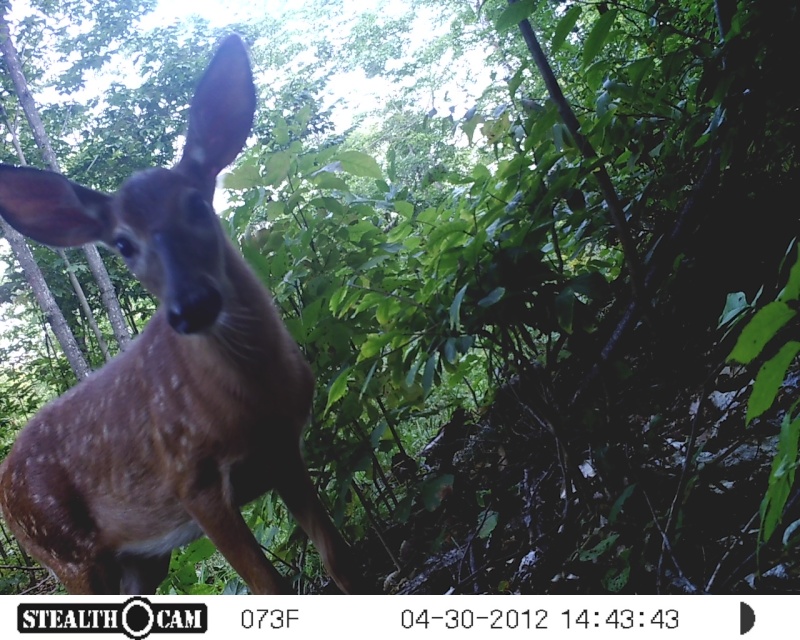 Deer crossing 07210