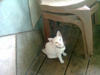 OMG!! A HETERO-EYED CAT ON OUR BALCONY!!! Photo015