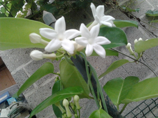 floraison de mon stéphanotis Photo038