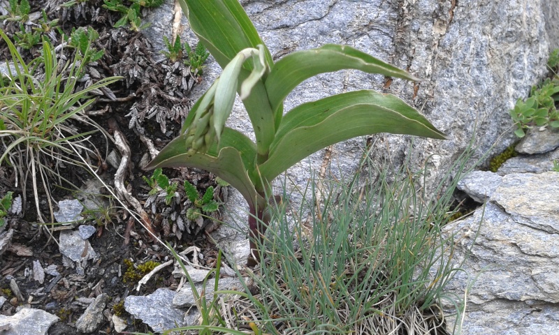 Epipactis 2500m 20130811