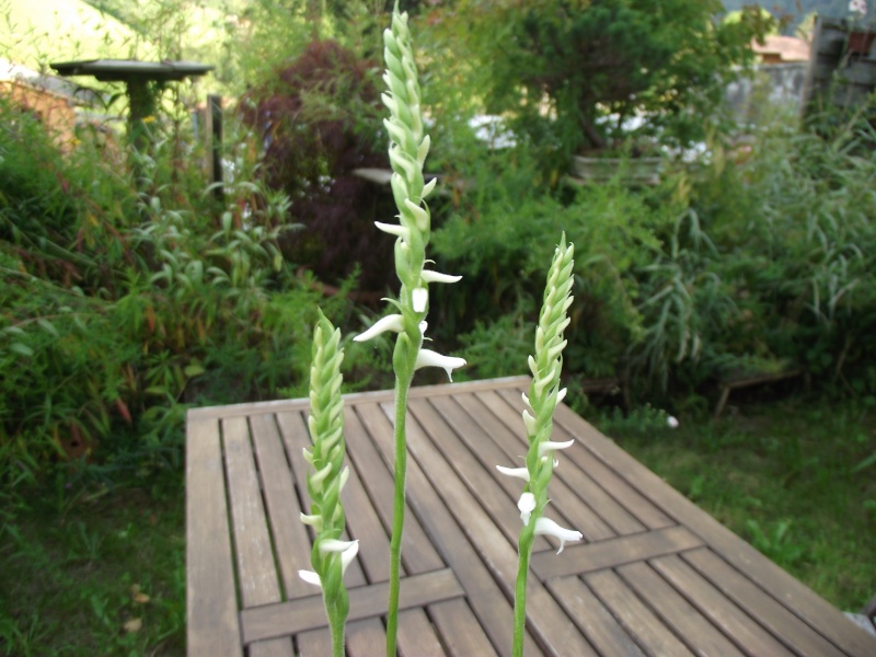 Spiranthes cernua Dscf3916