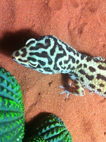 Brûlure Gecko léopard