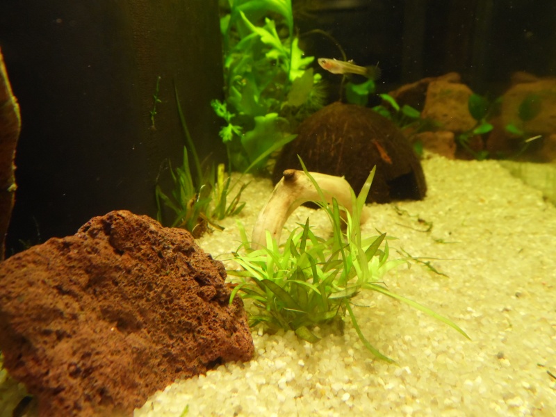 Mon aquarium Sam_0910