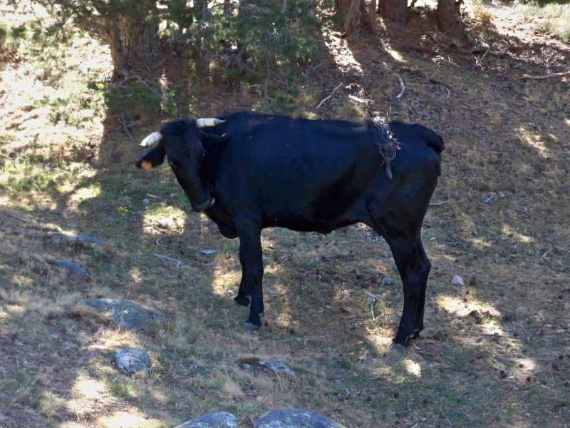 Vaca (Bos primigenius taurus) 004_va11