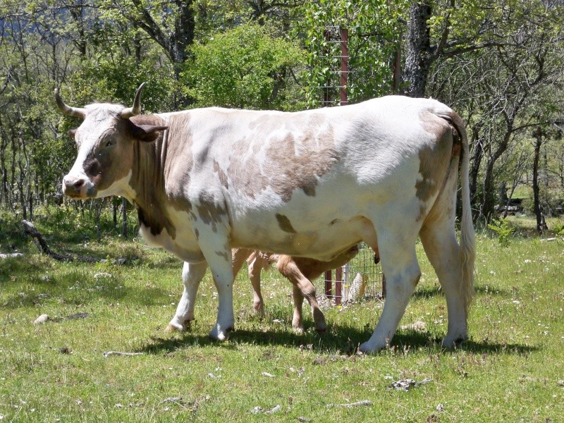 Vaca (Bos primigenius taurus) 009a_v10