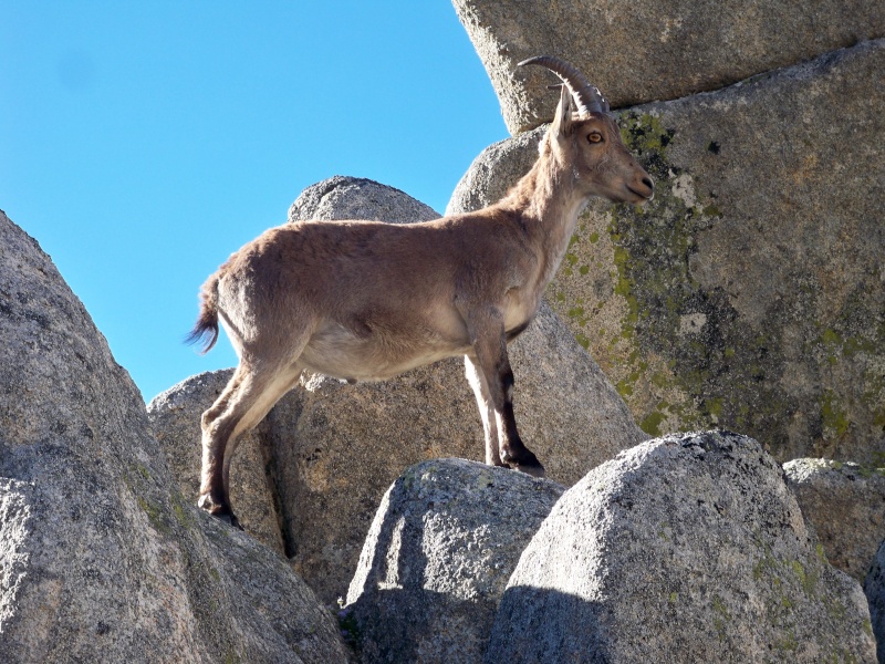Cabra montesa (Capra pyrenaica) 029_ca10