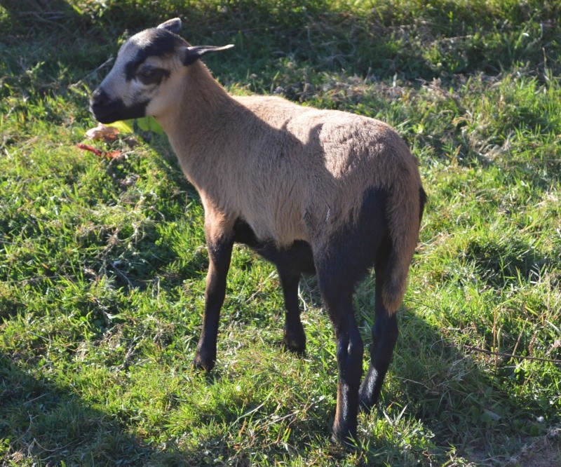 Comment S'appelle La Femelle Du Mouton A réserver femelle de Mouton du Cameroun