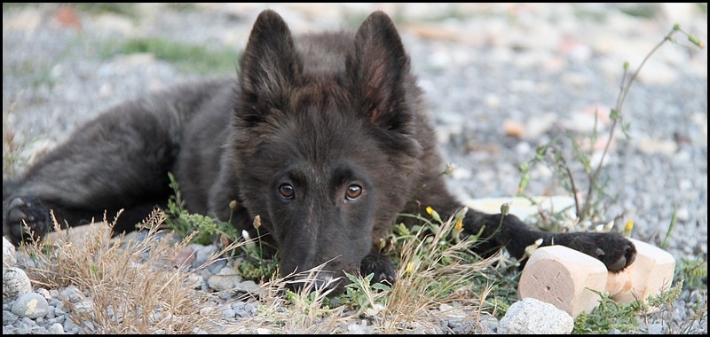 Premiers pas de nos chiots en Obe Perfec16