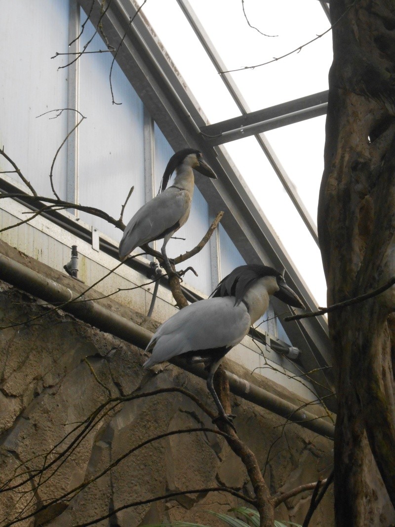 Vu au zoo de bauval, Cochlearius cochlearius Dscn1010