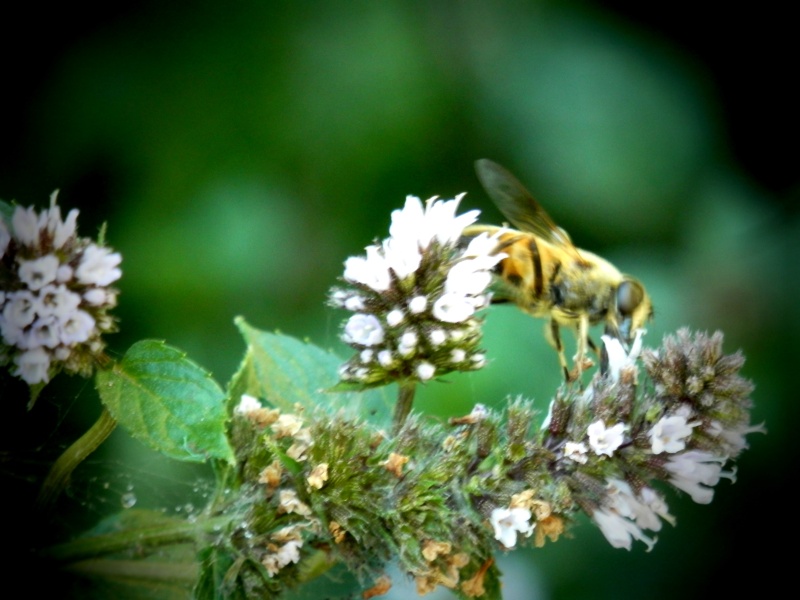 Volucelles ou syrphides , et épeire diadème P9040720