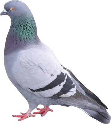 Une bonne vanille ? Pigeon10