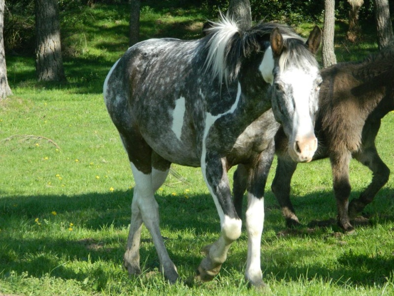 Mon appaloosa :) 58127611