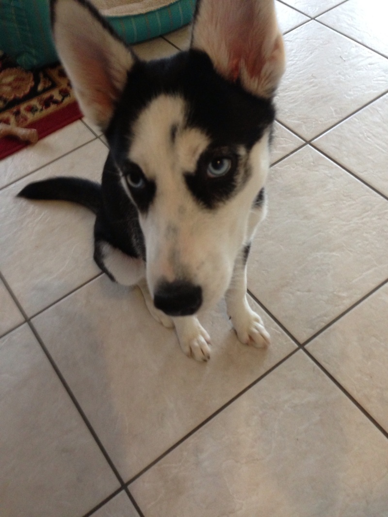 Help me find out if my dog is pure husky Img_0010