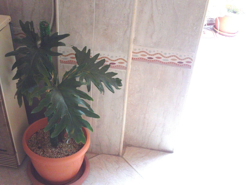 plantes d'intérieur File0913