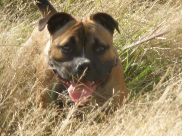 Staffies running shots - Page 2 5760_118