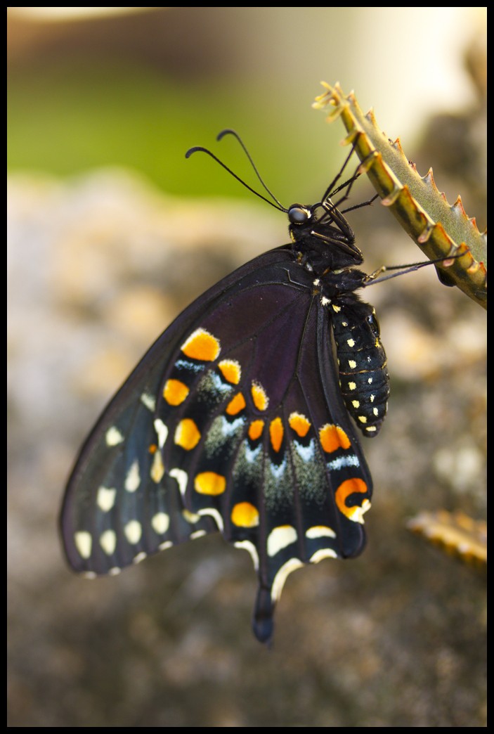 Black Swallowtail caterpillar  2013-012