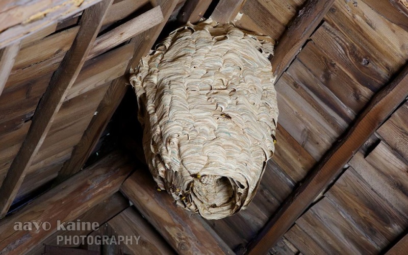 Gros nid de Vespa crabro en Estonie Vespa_10