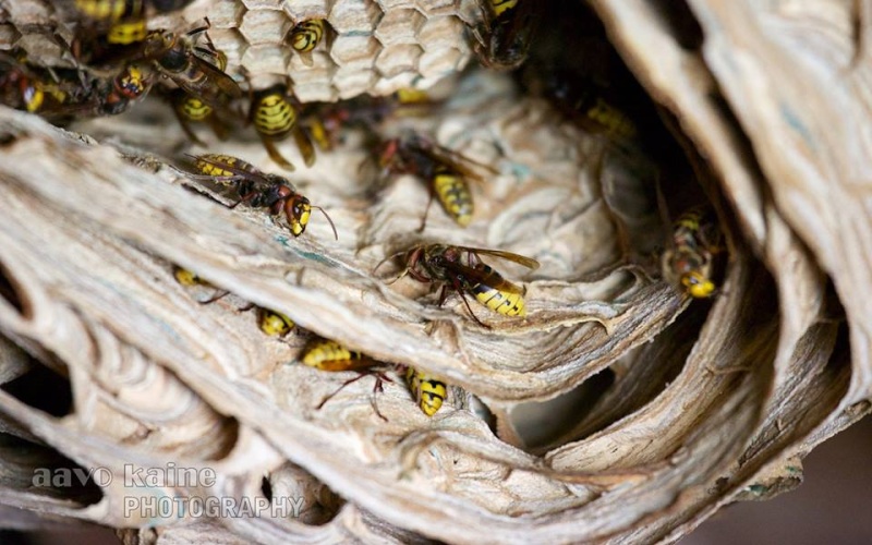 Gros nid de Vespa crabro en Estonie Vespa_12