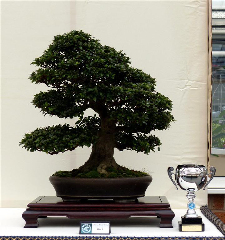 Wirral Bonsai Society Members Annual Show  Results and Complete Show 2013 3_best10