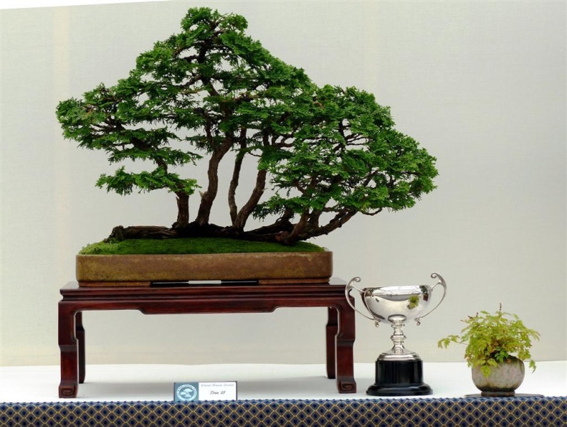 Wirral Bonsai Society Members Annual Show  Results and Complete Show 2013 4_best10