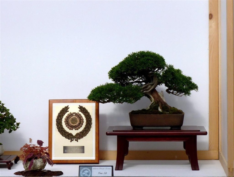 Wirral Bonsai Society Members Annual Show  Results and Complete Show 2013 5_best10