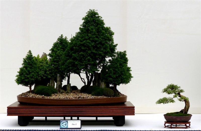 Wirral Bonsai Society Members Annual Show Results and Complete Show 2013 7_vote10