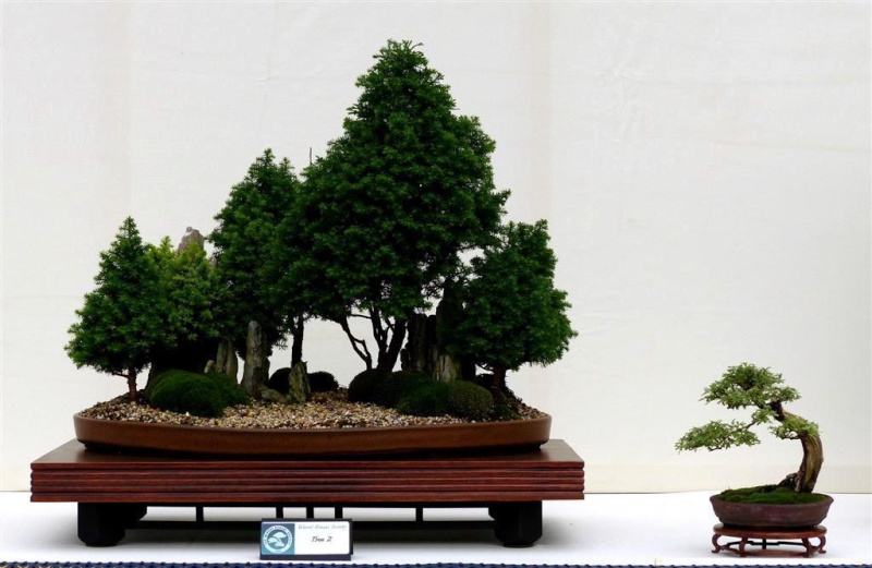 Wirral Bonsai Society Members Annual Show  Results and Complete Show 2013 7_vote10