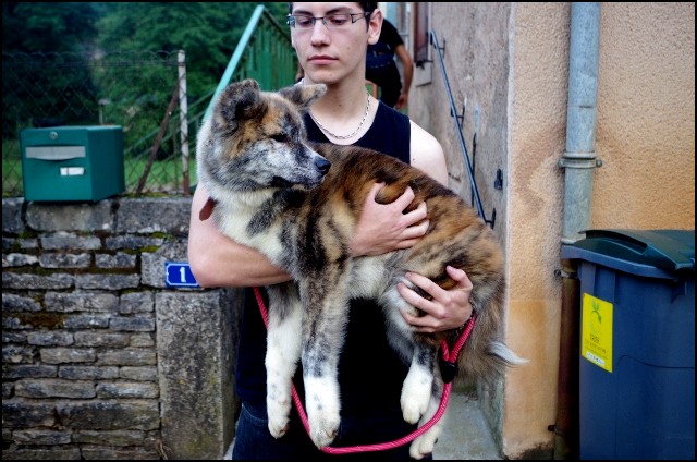 Ma chienne est craintif et Aboyeur Imgp2610