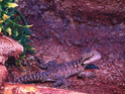 Hippolyte, dragon d'eau australien. Présentation et questions Img_0510