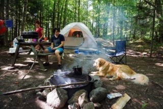 Des campings plus ouverts aux chiens 16430310