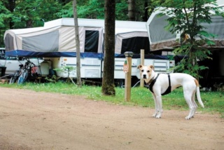 Camper avec des animaux de compagnie comportent des règles Cb2d3610