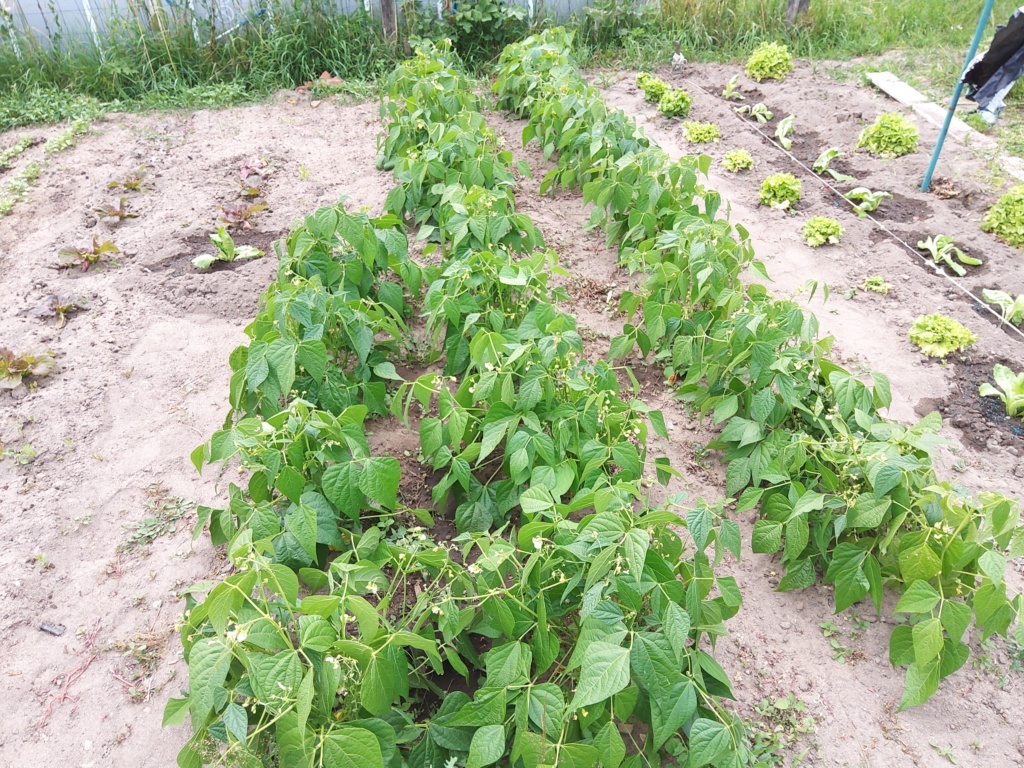 Le potager  et les fleurs  aujourd'hui 20200729