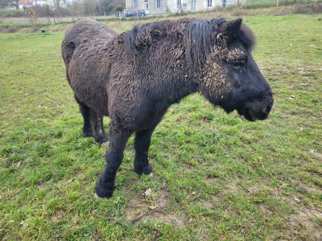 ZEBULON - ONC poney né en 1997 - adopté en mai 2021 par Marie-Christine 20221224