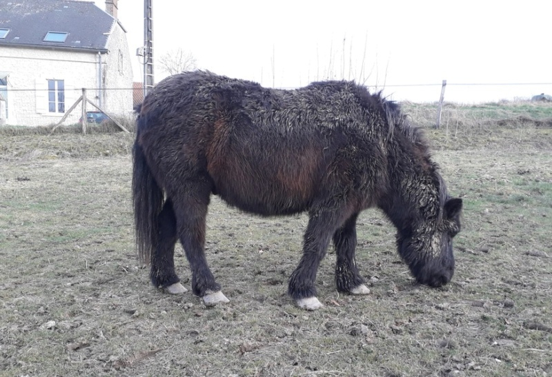 ZEBULON - ONC poney né en 1997 - adopté en mai 2021 par Marie-Christine 20240157