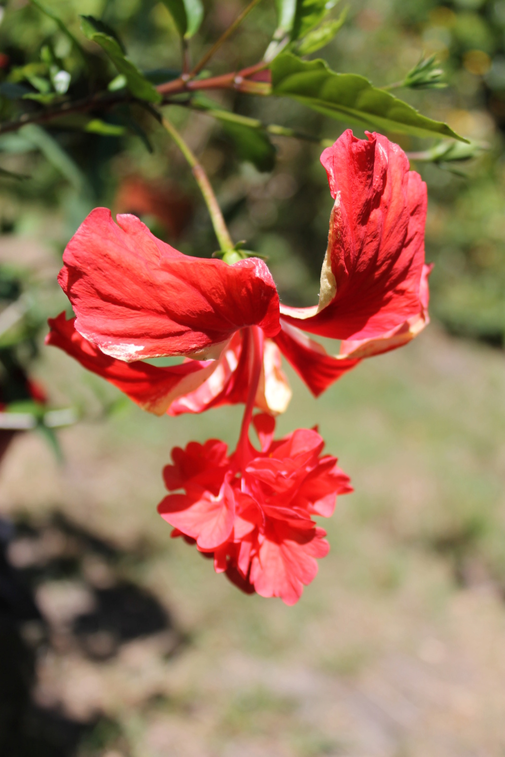 Hibiscus 'El Capitolio' et Hibiscus sinensis Img_5817