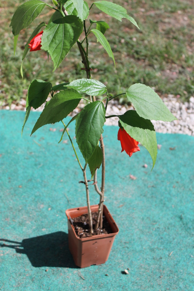 Malvaviscus penduliflorus - hibiscus piment Img_6017