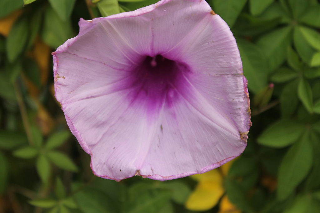 Ipomoea cairica Img_7139