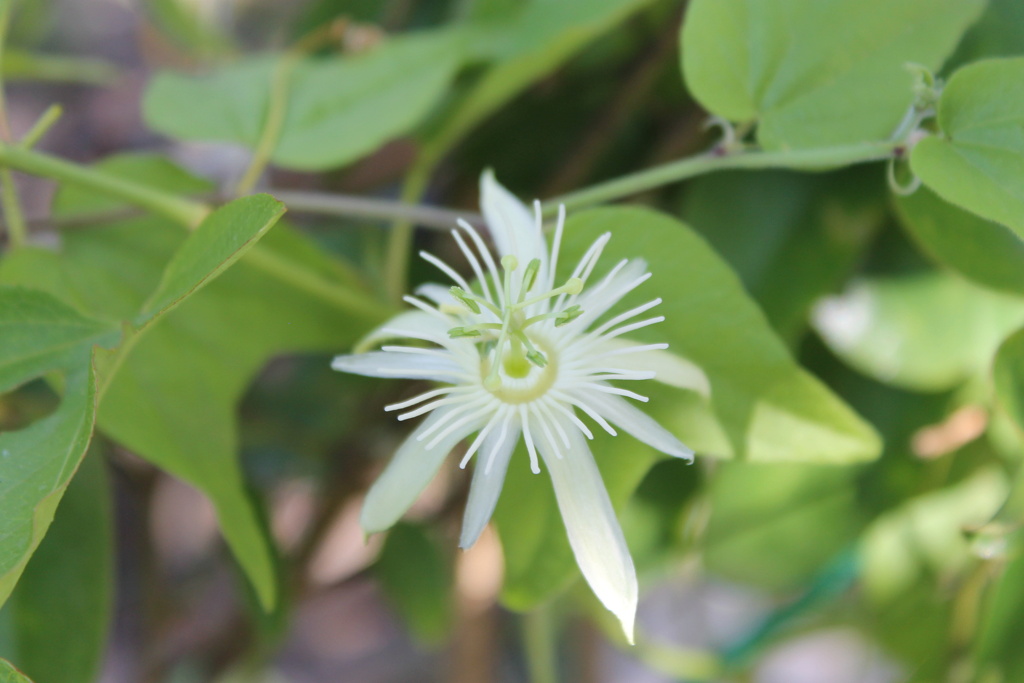 Passiflora capsularis 'Vanilla Cream' Img_7153