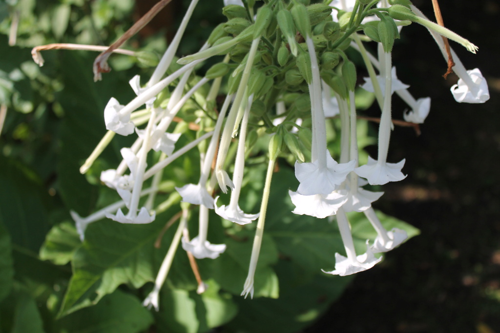 Nicotiana - les tabacs - Page 2 Img_7168