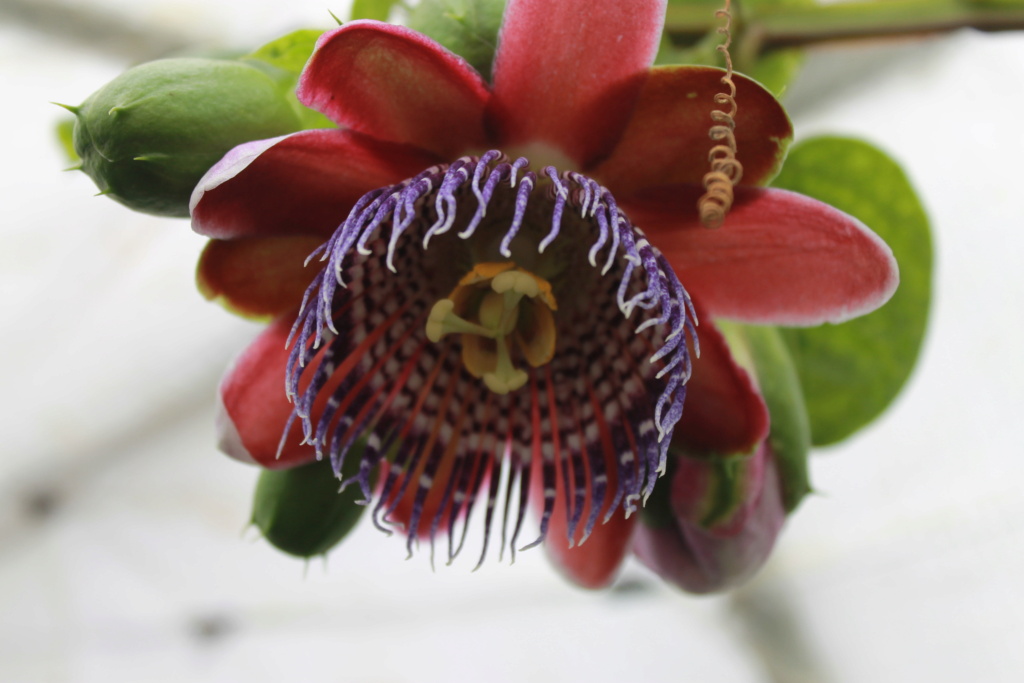Passiflora quadrangularis et son hybride x Decaisnea Passif13