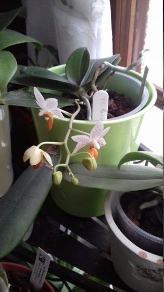 Phalaenopsis mini mark 20200212