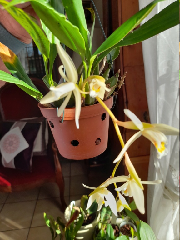 Coelogyne intermedia ??? 20201215