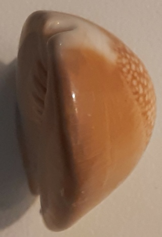 Cypraea Moneta Caputdraconis Ile de Pâque 20220112