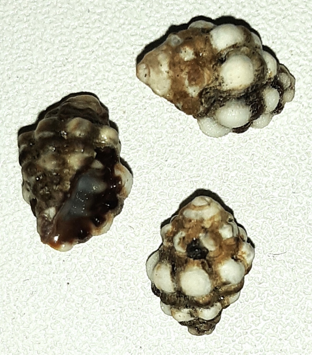 Muricidae Ergalataxinae Muricodrupa anaxares (Kiener, 1836) 20231013