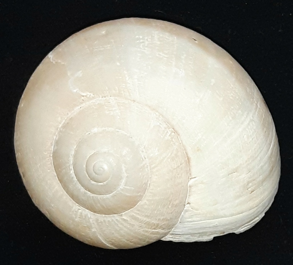 hemiplecta distincta (L. Pfeiffer, 1850) ??? 20231210