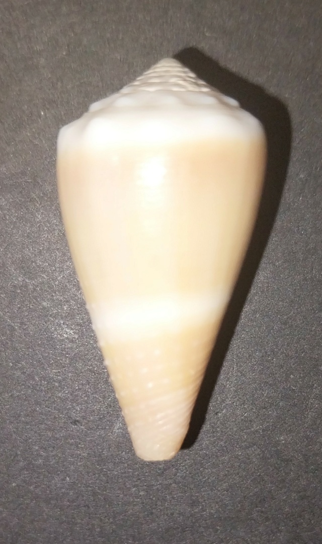 Conus deperditus - CONUS (inconnu pour moi)???? 20240721