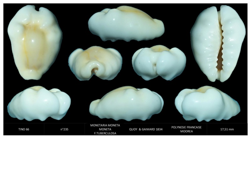 Monetaria moneta tuberculosa (Quoy & Gaimard, 1834) voir Monetaria moneta 23510