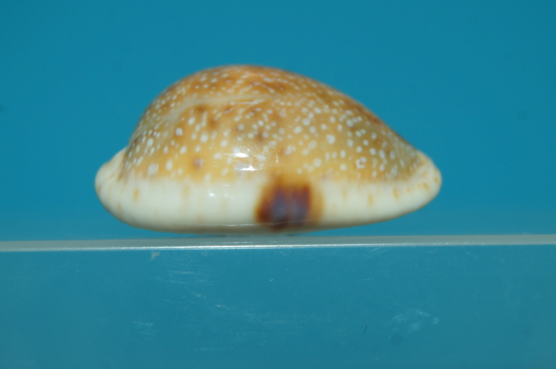 Naria_erosa_(Linnaeus_1758)_Freak_ou_malformation Dsc00312